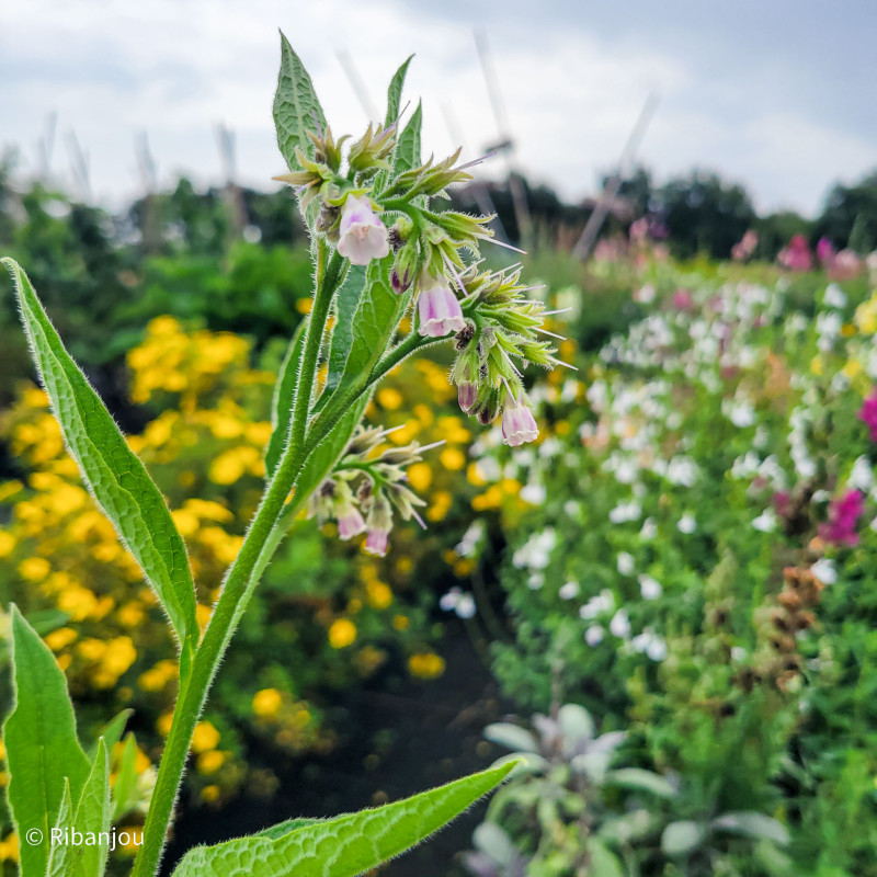 Consoude Officinale Bocking 14  Bio