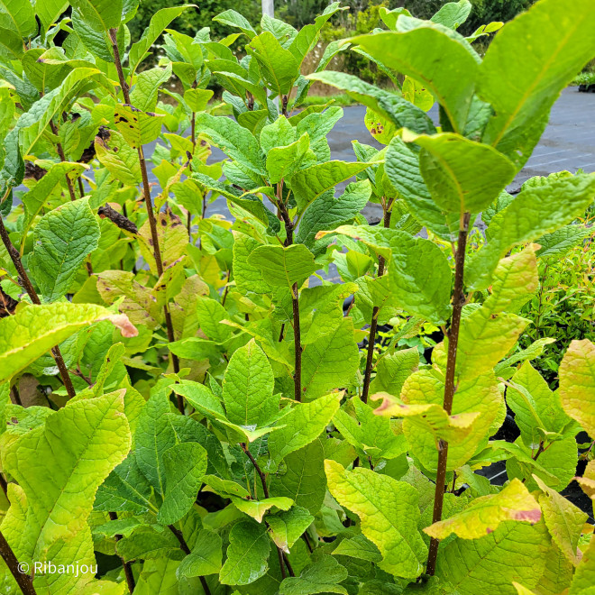 Merisier à grappe Bio