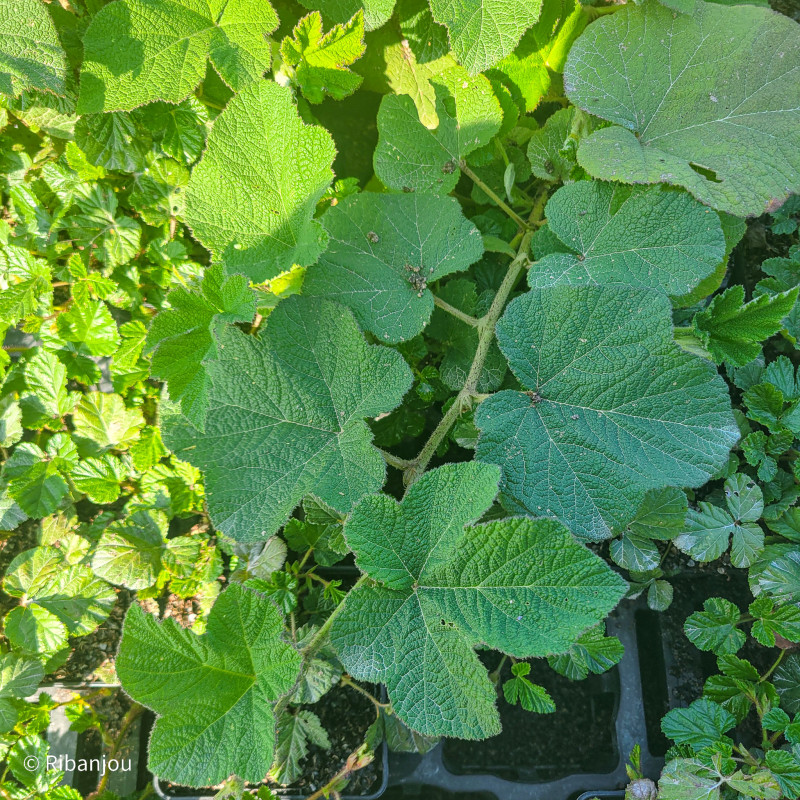 Rubus pinnatisepalus Bio