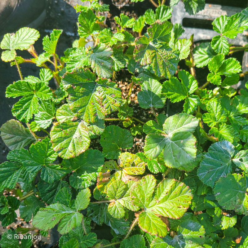 Rubus tricolor Bio