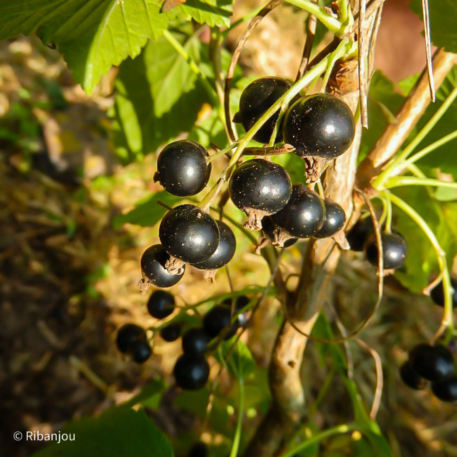 Cassis Noir de Bourgogne Bio