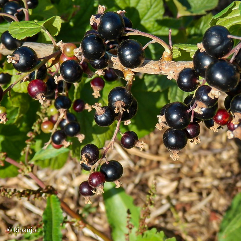 Cassis Géant de Boskoop Bio