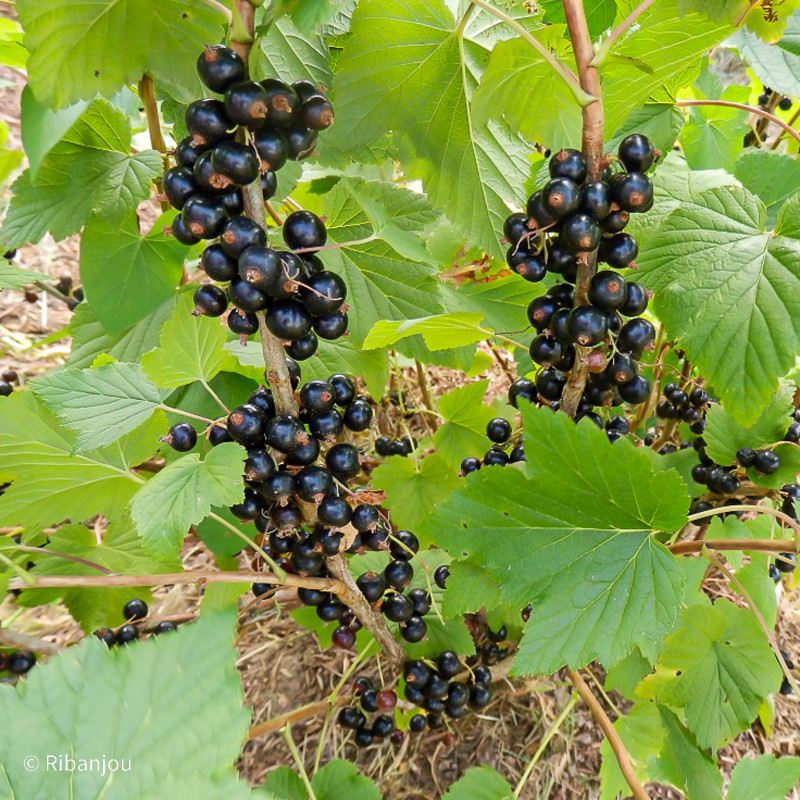 Cassis Bigrou Bio