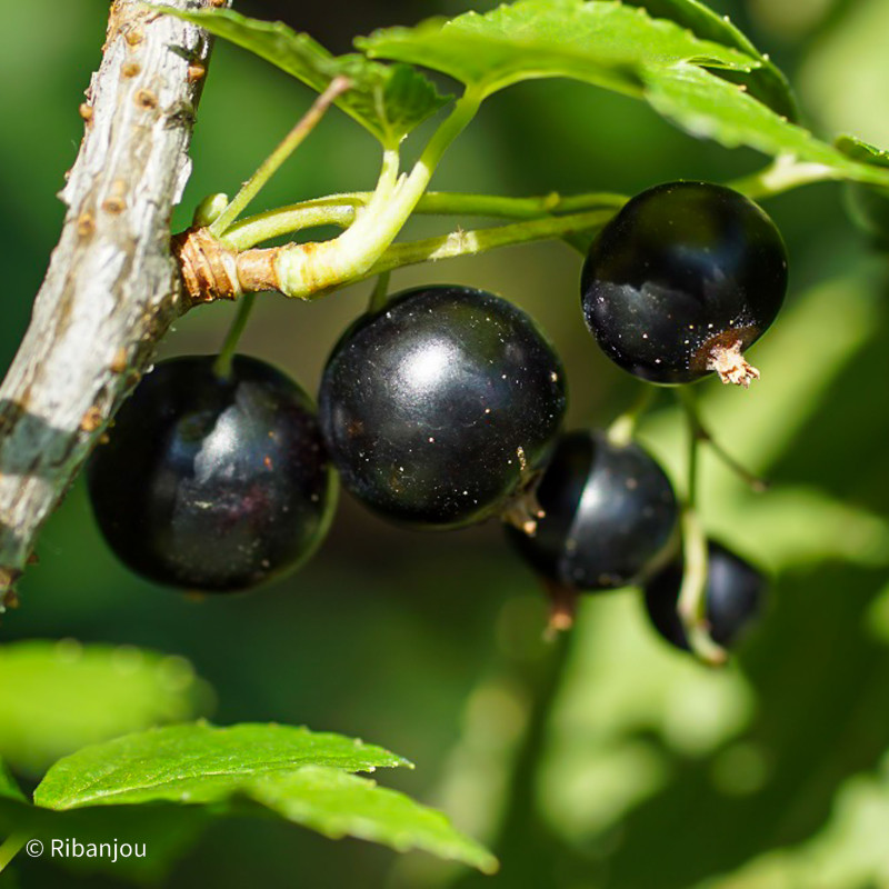 Cassis Arno Bio