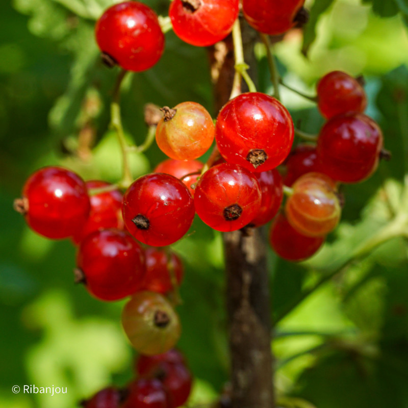 Groseiller Versaillaise Rouge Bio