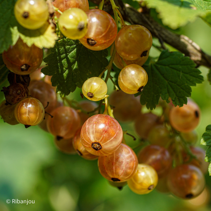 Groseiller Rose de Champagne Bio