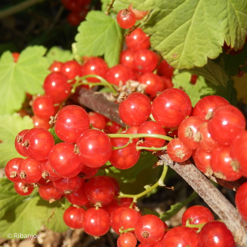 Groseiller Red Lake Bio