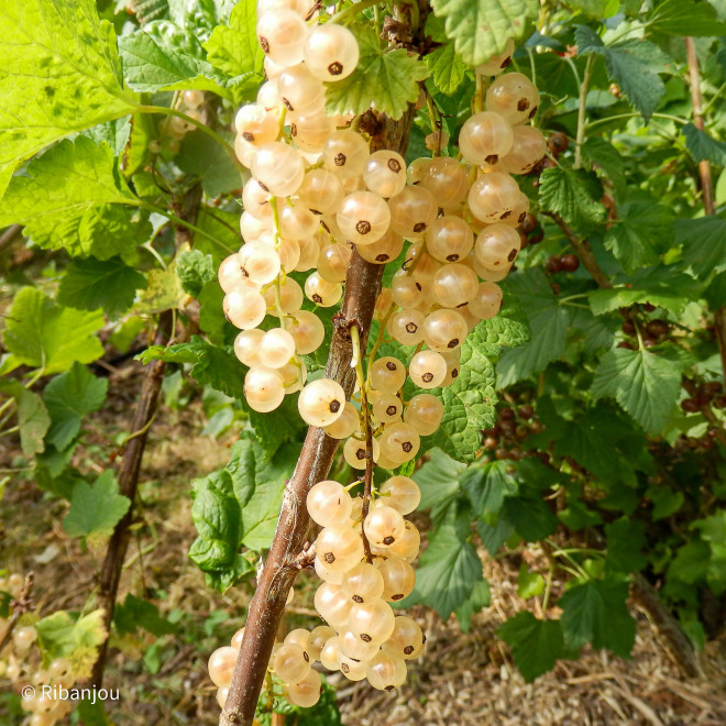 Groseiller Cerise Blanche Bio